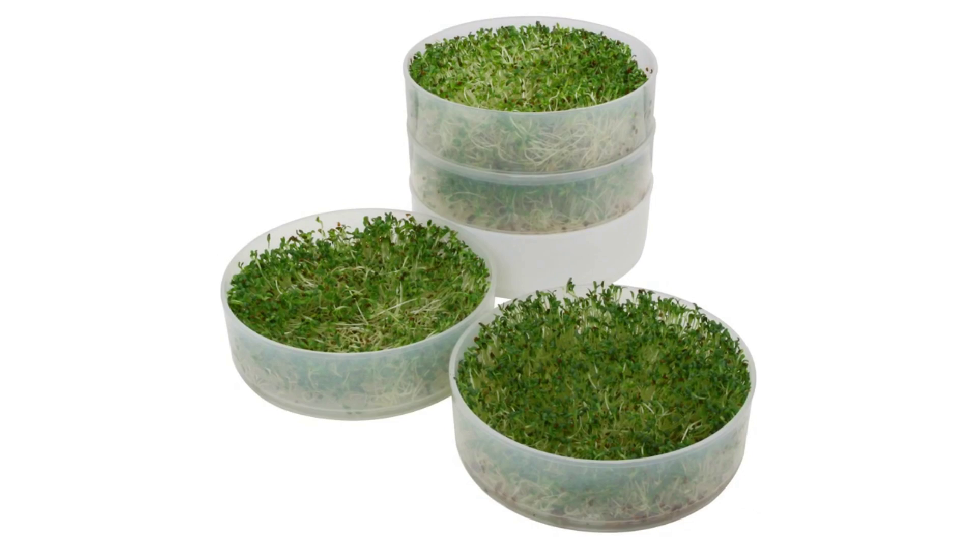 Amazon.com : KITCHEN CROP VKP Brands 4-Tray Sprouter : Patio, Lawn